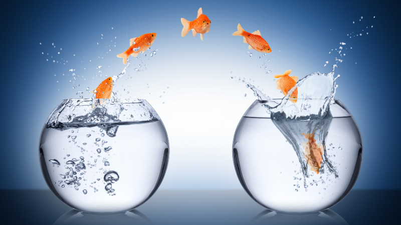 Change-Management im Mittelstand: Wie CRM-Adoption wirklich gelingt