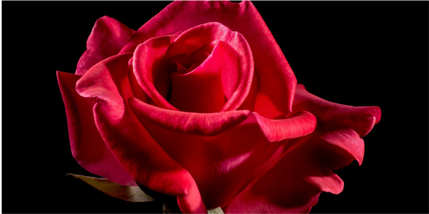 Wie Sie als Bachelor Ihre Rosen erfolgreich bei der Akquise an Ihre Kunden verteilen können